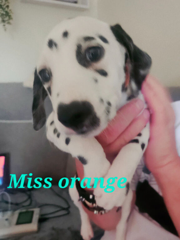 Gorgeous dalmatians ready now