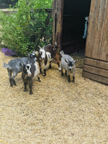 Pure pygmy goats for sale