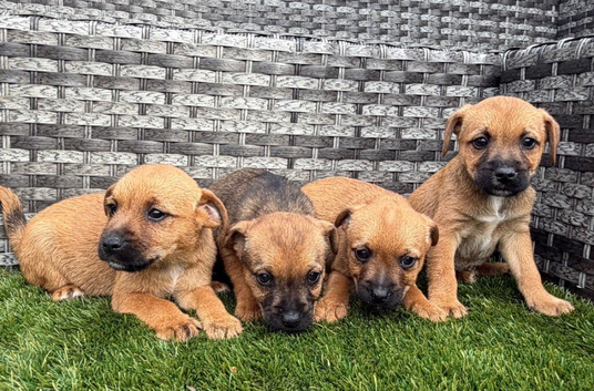 9 weeks old border terrier x jack Russell's pups