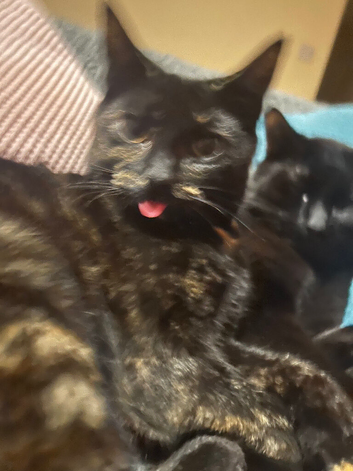 girl cat