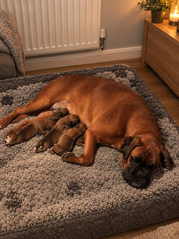 Natural bobtail Boxer puppies