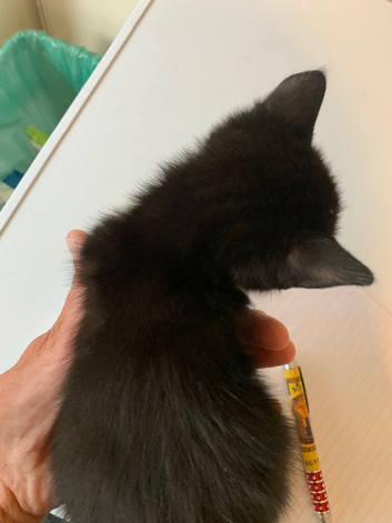 Kittens for sale