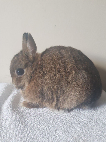 Purebred Adult Netherland Dwarf  Doe
