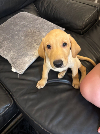 13 week old male
