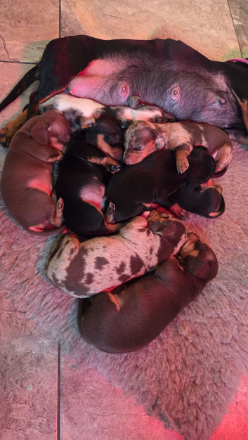 2 Black and Tan Boys