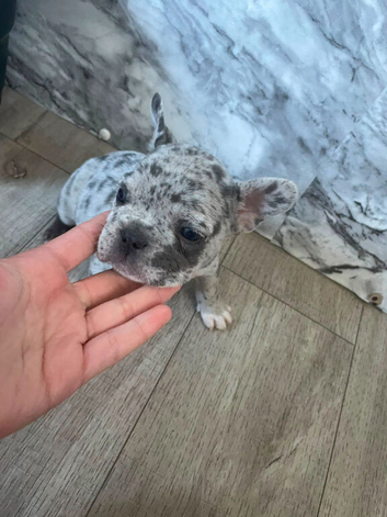 French bulldog