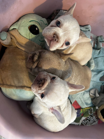 Homebred French bulldog litter