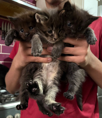 Maine Coone kittens