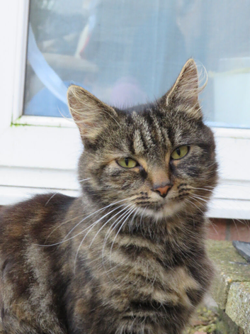 Female Cat for sale