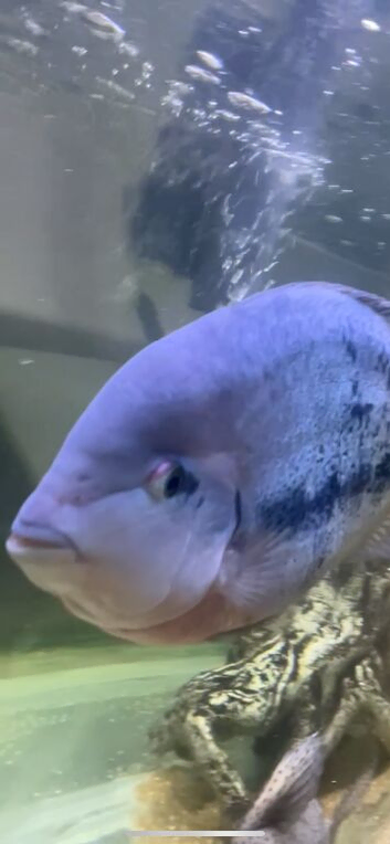 . Sovereign cichlid.