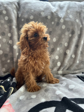 Cavapoo boy