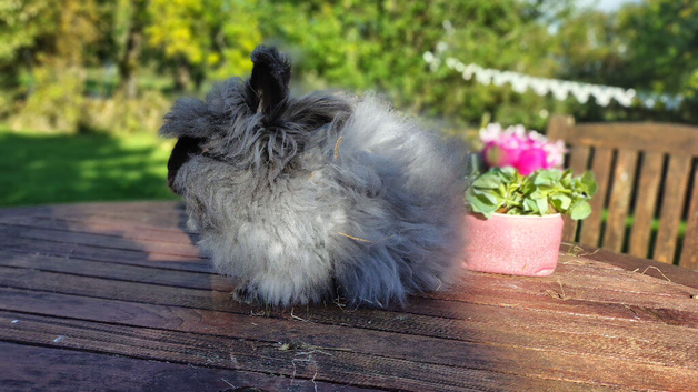 English Angora Rabbit Gentle Nature Buck