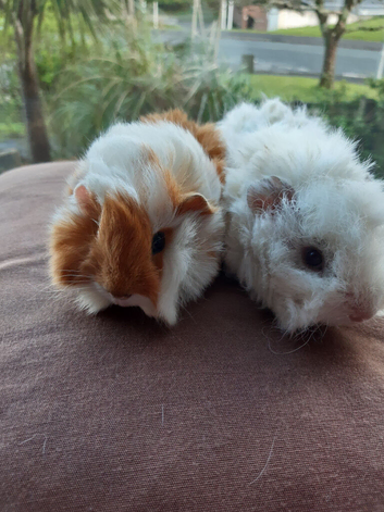 2 bonded guineapig boys