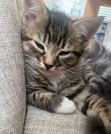 1 boy 1 girl Tabby