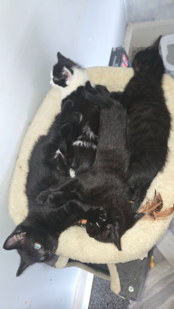 4 nebulung x moggy kittens