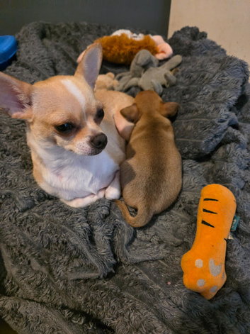 Teacup chihuahua