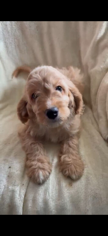 Absolutley gorgeous Cockapoo x puppies