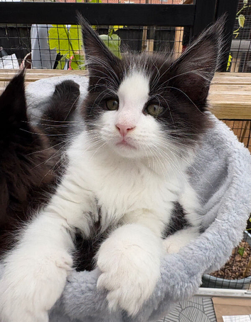 Beautiful Maine Coon Kittens