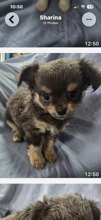 Chihuahua puppies