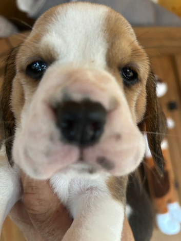 top world, champion,pedigree, lines, Beagle puppies