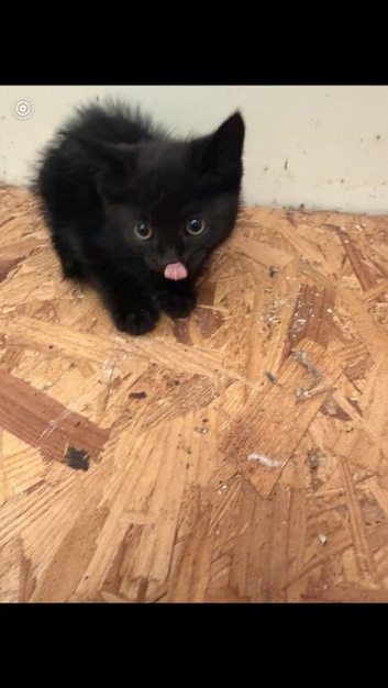 Farm kittens