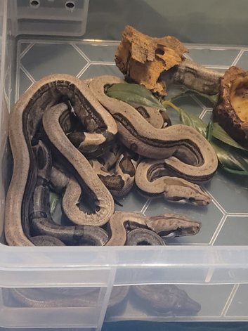 Baby motley boas