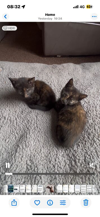 1 female-10 weeks old available...no time wasters..