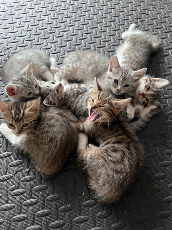Adorable 10 Week Old Fluffy Domestic Shorthairs