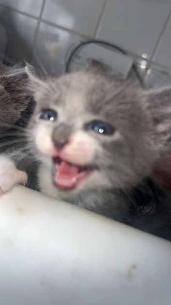 Russian blue X russian black