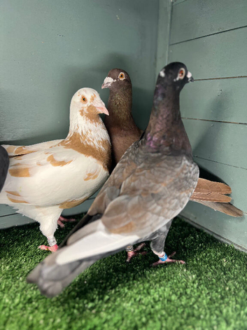 Colour Racing Pigeons