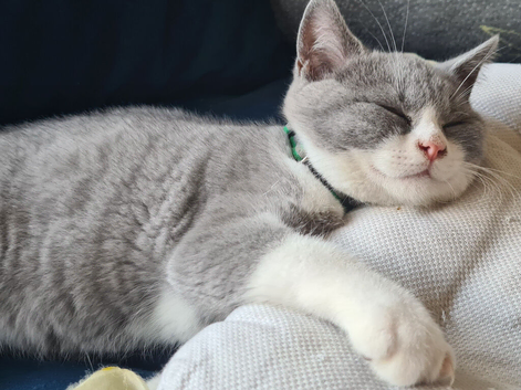 British shorthair carrier Himalayan gene 1 BOY LEFT