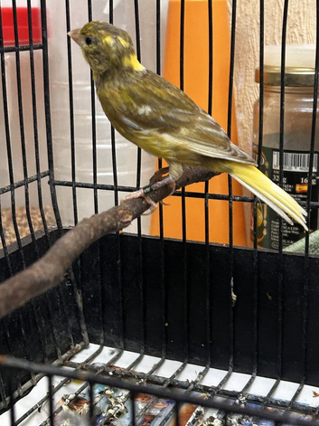 Female Jaspe canary