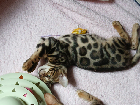 Family TICA Bengal Kittens READY NOW