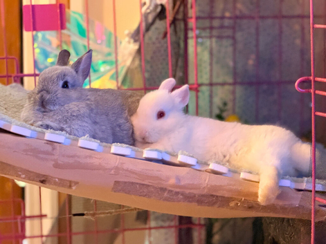 2x gorgeous Young Pure Bred Netherland Dwarf Bucks