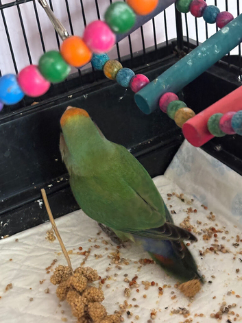 One baby love bird for sale