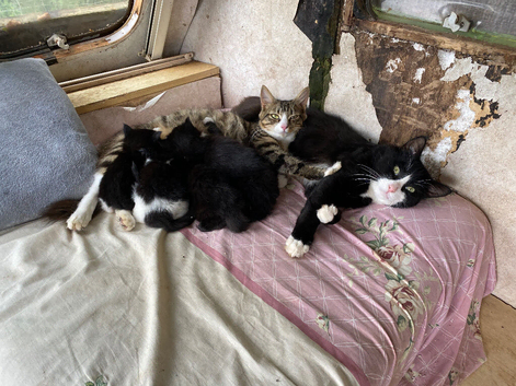 Beautiful kittens almost ready to go