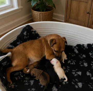 Jack Russel puppies