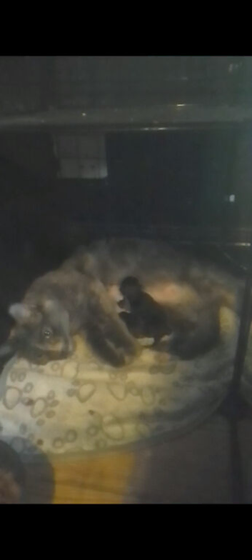 2 special mainecoon kits