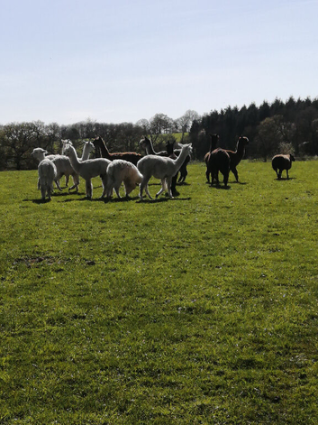 3 female alpacas