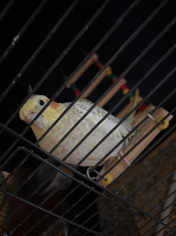 White, orange and yellow cockatiel