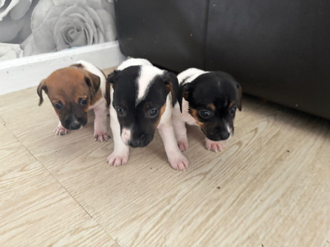 Jack Russell puppys &pound;600 ready to go