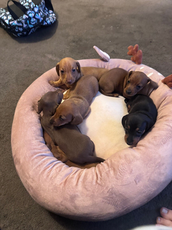 REDUCED and ready for their new homes! KC puppies