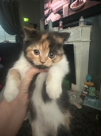 British shorthair/ Persian kittens 12 weeks old