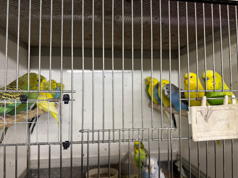 Budgies