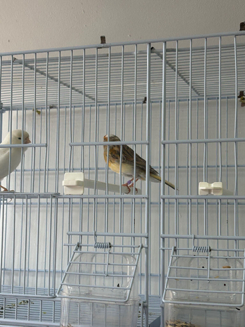 Canary