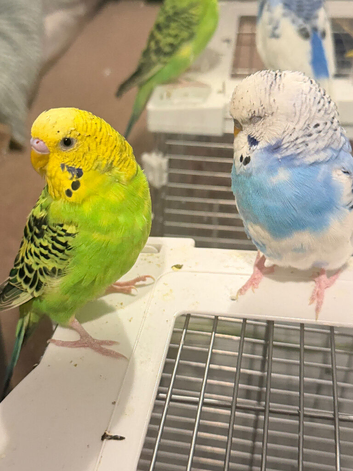 Budgies for Sale &ndash; Male & Female Pair with Complete Setup