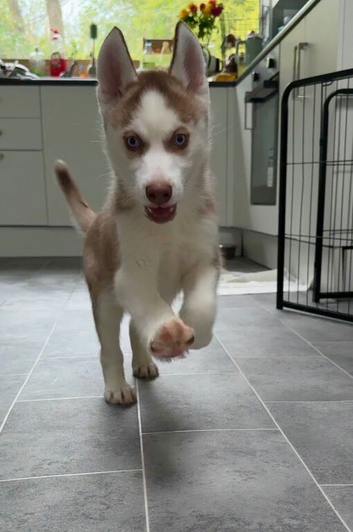 One stunning boy from imported parents