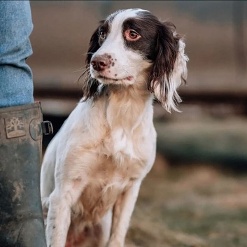 KC springer spaniel puppies