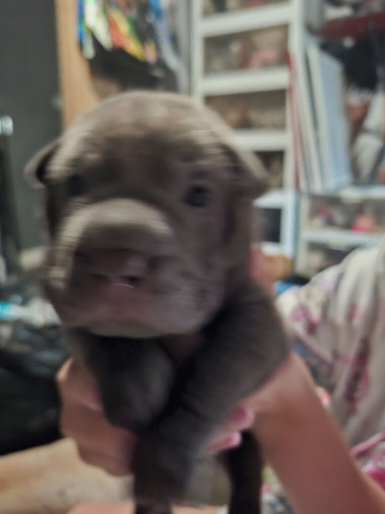 Ready to go full breed shar peis 4 girls blue 2 boys blue