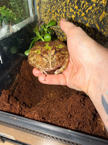Stunning Pac-Man frog- sexed as female when I bought her